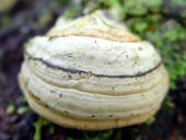 Zunderschwamm (Fomes fomentarius)-L. Klasing