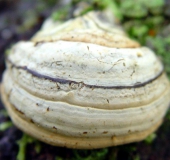 Zunderschwamm (Fomes fomentarius)-L. Klasing