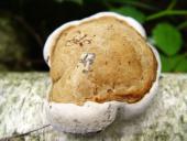 Unterseite: Zunderschwamm (Fomes fomentarius)-L. Klasing