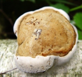 Unterseite: Zunderschwamm (Fomes fomentarius)-L. Klasing