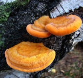 Zinnoberschwamm (Pycnoporus cinnabarinus)-L. Klasing