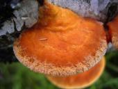 Zinnoberschwamm (Pycnoporus cinnabarinus)-L. Klasing
