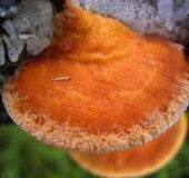 Zinnoberschwamm (Pycnoporus cinnabarinus)-L. Klasing