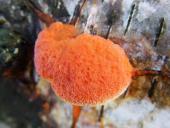 Zinnoberschwamm (Pycnoporus cinnabarinus)-L. Klasing