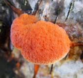 Zinnoberschwamm (Pycnoporus cinnabarinus)-L. Klasing