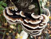 Schmetterlingsporling (Trametes versicolor)-L. Klasing