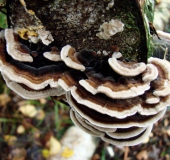 Schmetterlingsporling (Trametes versicolor)-L. Klasing