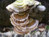 Schmetterlingsporling (Trametes versicolor)-L. Klasing