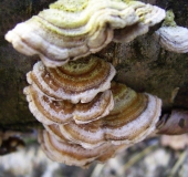 Schmetterlingsporling (Trametes versicolor)-L. Klasing