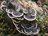 Schmetterlingsporling (Trametes versicolor)-L. Klasing