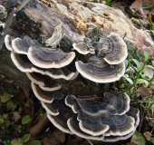 Schmetterlingsporling (Trametes versicolor)-L. Klasing