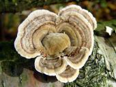 Striegelige Tramete (Trametes hirsuta)-L. Klasing