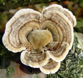 Striegelige Tramete (Trametes hirsuta)-L. Klasing