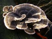 Schmetterlingsporling (Trametes versicolor)-L. Klasing