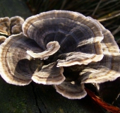 Schmetterlingsporling (Trametes versicolor)-L. Klasing