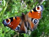 Tagpfauenauge (Inarchis io)-L. Klasing