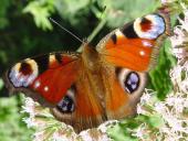 Tagpfauenauge (Inarchis io)-L. Klasing