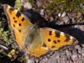 Großer Fuchs (Nymphalis polychloros)-L. Klasing
