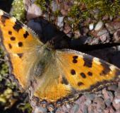 Großer Fuchs (Nymphalis polychloros)-L. Klasing