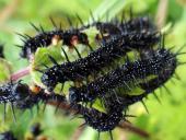 Raupe: Tagpfauenauge (Inarchis io)-L. Klasing