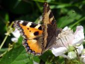 Kleiner Fuchs (Aglais urticae)-L. Klasing