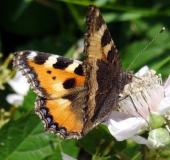 Kleiner Fuchs (Aglais urticae)-L. Klasing