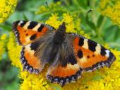 Kleiner Fuchs (Aglais urticae)-L. Klasing