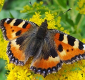 Kleiner Fuchs (Aglais urticae)-L. Klasing