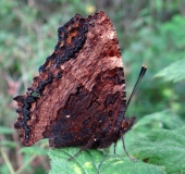 Großer Fuchs (Nymphalis polychloros)-L. Klasing