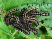 Raupe: Kleiner Fuchs (Aglais urticae)-L. Klasing