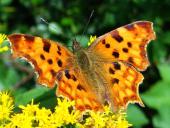 C- Falter (Polygonia c-album)-L. Klasing