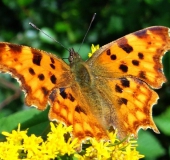 C- Falter (Polygonia c-album)-L. Klasing