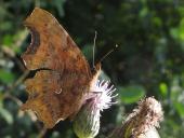 C- Falter (Polygonia c-album)-L. Klasing