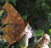 C- Falter (Polygonia c-album)-L. Klasing