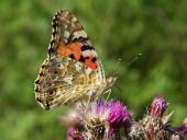 Distelfalter (Cynthia cardui)-L. Klasing