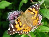 Distelfalter (Cynthia cardui)-L. Klasing