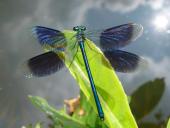 Gebänderte Prachtlibelle (Calopteryx splendens)-L. Klasing