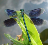 Gebänderte Prachtlibelle (Calopteryx splendens)-L. Klasing