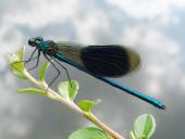 Gebänderte Prachtlibelle (Calopteryx splendens)-L. Klasing