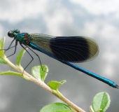 Gebänderte Prachtlibelle (Calopteryx splendens)-L. Klasing