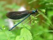 Blauflügel Prachtlibelle (Calopteryx virgo)-L. Klasing