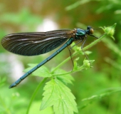 Blauflügel Prachtlibelle (Calopteryx virgo)-L. Klasing