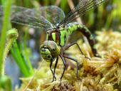 Eiablage: Blaugrüne Mosaikjungfer w. (Aeshna cyanea)-L. Klasing