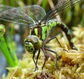 Eiablage: Blaugrüne Mosaikjungfer w. (Aeshna cyanea)-L. Klasing