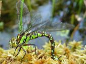 Eiablage: Blaugrüne Mosaikjungfer w. (Aeshna cyanea)-L. Klasing