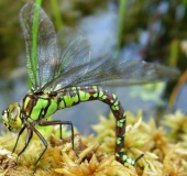 Eiablage: Blaugrüne Mosaikjungfer w. (Aeshna cyanea)-L. Klasing