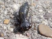 Larve: Blaugrüne Mosaikjungfer w. (Aeshna cyanea)-L. Klasing