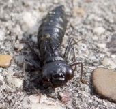 Larve: Blaugrüne Mosaikjungfer w. (Aeshna cyanea)-L. Klasing