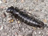 Larve: Blaugrüne Mosaikjungfer w. (Aeshna cyanea)-L. Klasing