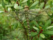Blaugrüne Mosaikjungfer w. (Aeshna cyanea)-L. Klasing